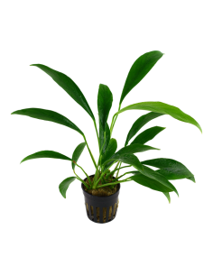 Anubias barteri var. glabra (angustifolia) 2