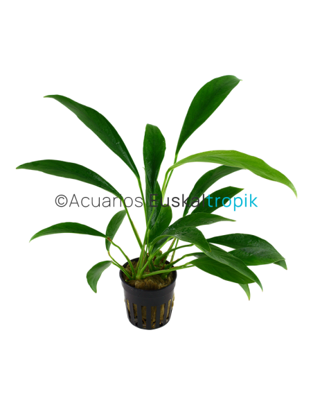 Anubias barteri var. glabra (angustifolia)