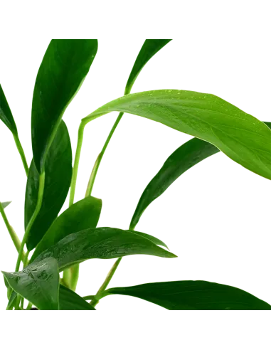 Anubias barteri var. glabra (angustifolia)