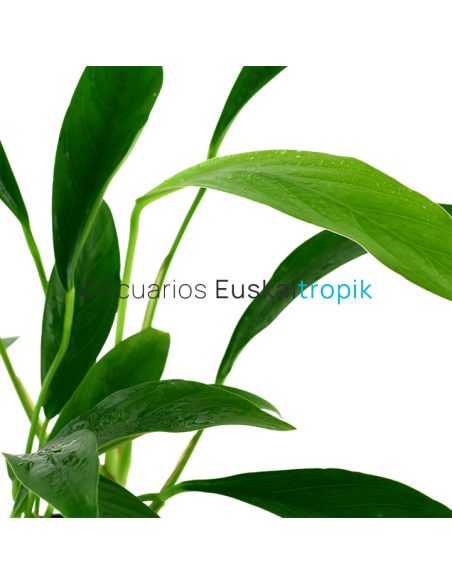 Anubias barteri var. glabra (angustifolia)