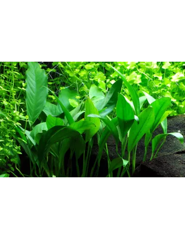 Anubias barteri var. glabra (angustifolia)