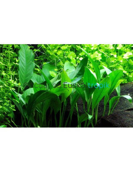 Anubias barteri var. glabra (angustifolia)