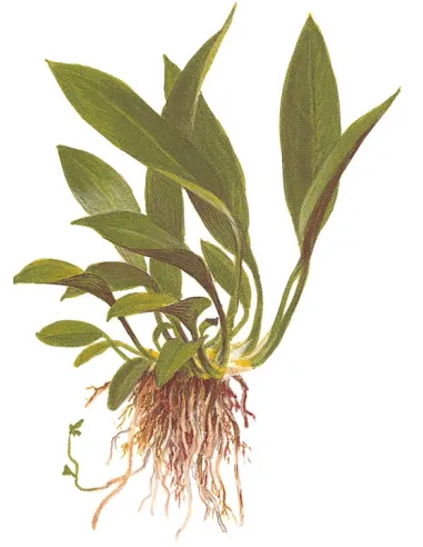 Anubias barteri var. glabra (angustifolia)