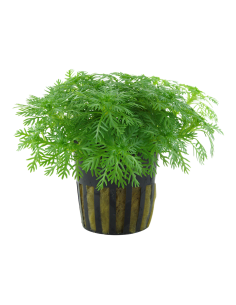 Hottonia palustris