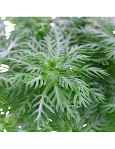 Hottonia palustris 2