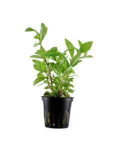 Hygrophila polysperma 'Rosanervig'