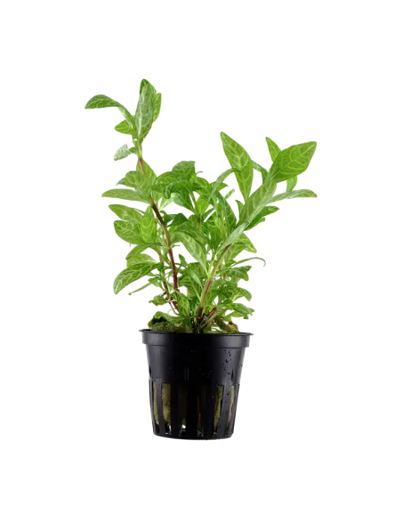 Hygrophila polysperma 'Rosanervig'