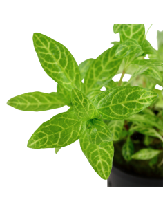 Hygrophila polysperma 'Rosanervig' 2