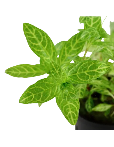 Hygrophila polysperma 'Rosanervig'