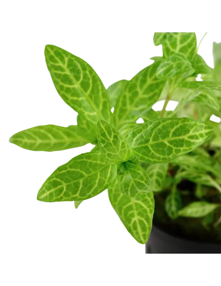 Hygrophila polysperma 'Rosanervig'