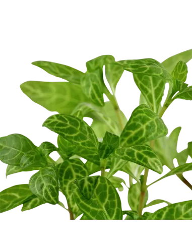 Hygrophila polysperma 'Rosanervig'