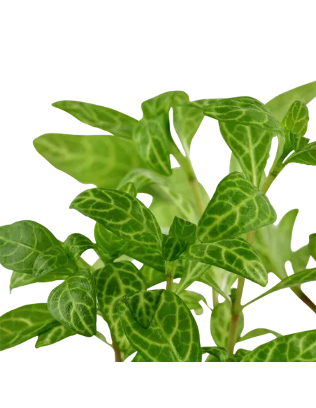 Hygrophila polysperma 'Rosanervig'