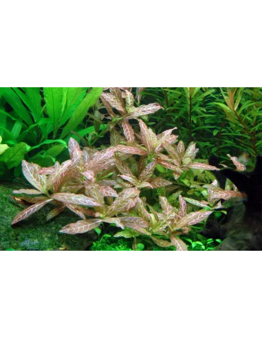 Hygrophila polysperma 'Rosanervig'