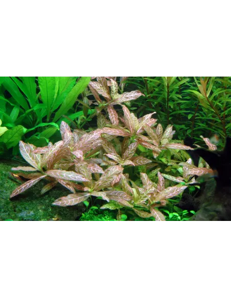 Hygrophila polysperma 'Rosanervig'