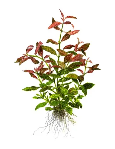 Hygrophila polysperma 'Rosanervig'