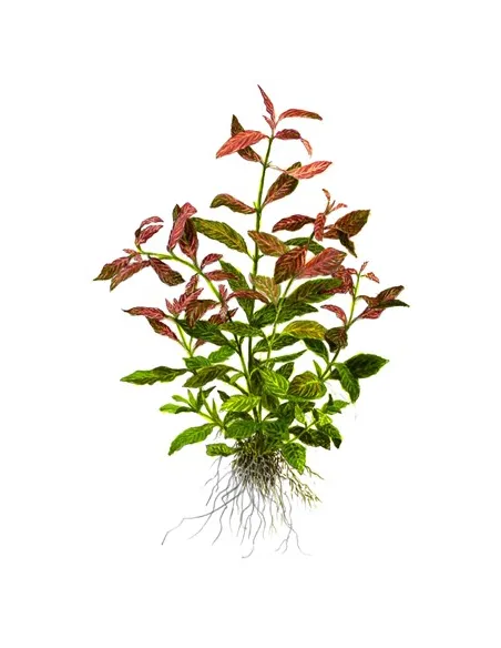 Hygrophila polysperma 'Rosanervig'