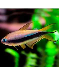 Tetra emperador azul