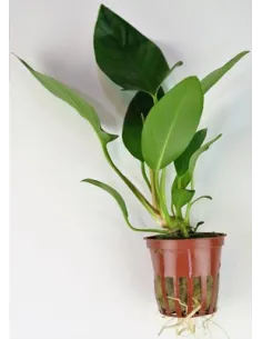 Anubias hastifolia