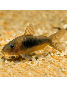 Corydora Bronce (Corydoras aeneus)