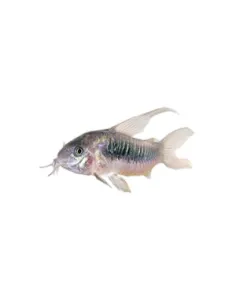 Corydora Aeneus Velo (Bronce)