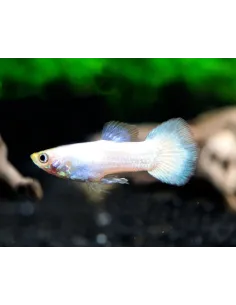 Guppy macho Snow White (Poecilia reticulata)