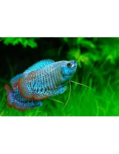 Colisa lalia Royal Azul (Trichogaster lalius)