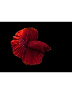 Betta macho superdelta