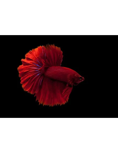 Betta macho superdelta