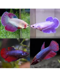 Betta hembra