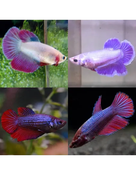 Betta hembra