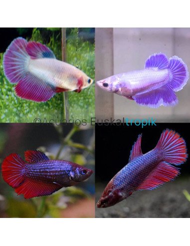 Betta hembra Media luna