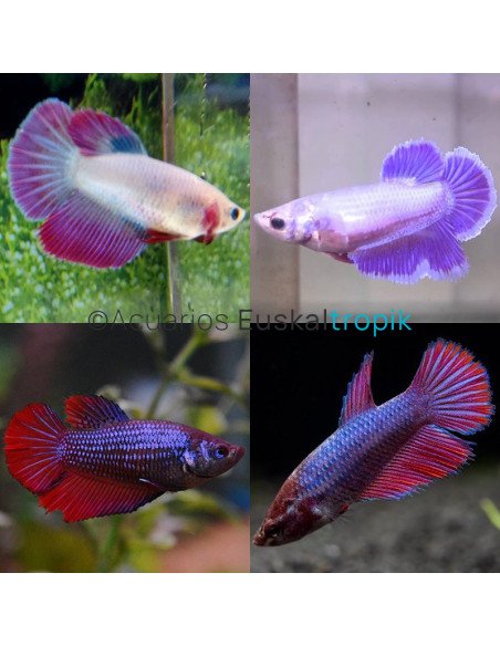 Betta hembra Media luna