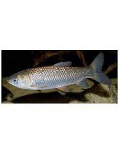 Carpa Amur hervibora
