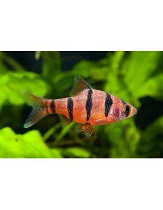 Barbo pentazona (Puntius hexazona, Barbus pentazona)