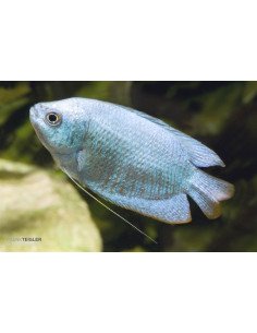 Colisa lalia Azul Cobalto (Trichogaster lalius) 2