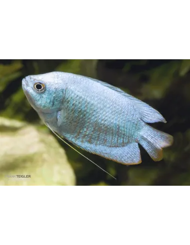 Colisa lalia Azul Cobalto (Trichogaster lalius)