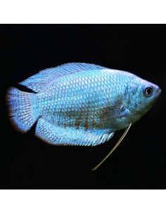 Colisa lalia Azul Cobalto (Trichogaster lalius)