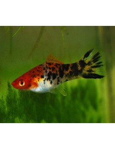 Xipho koi tricolor