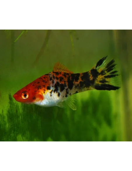 Xipho koi tricolor