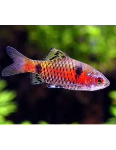 Barbo Odessa (Pethia padamya) 2