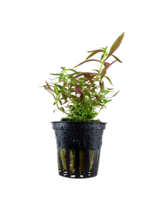 Limnophila hippuridoides