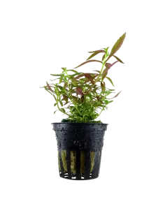 Limnophila hippuridoides