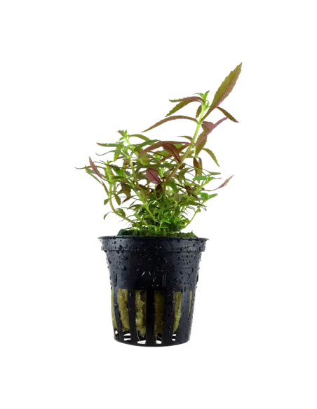 Limnophila hippuridoides