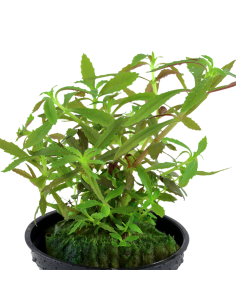 Limnophila hippuridoides 2