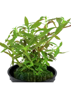 Limnophila hippuridoides 2