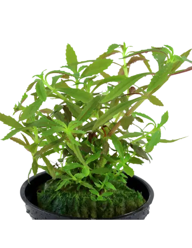 Limnophila hippuridoides