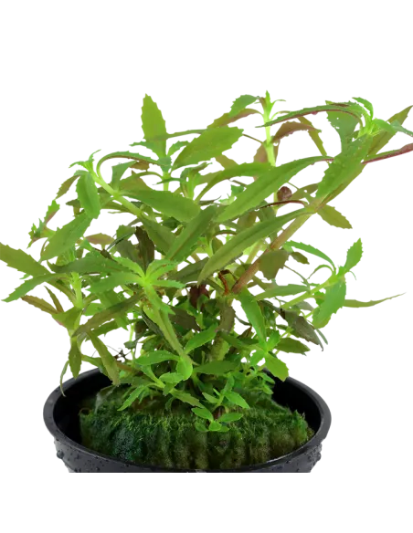 Limnophila hippuridoides