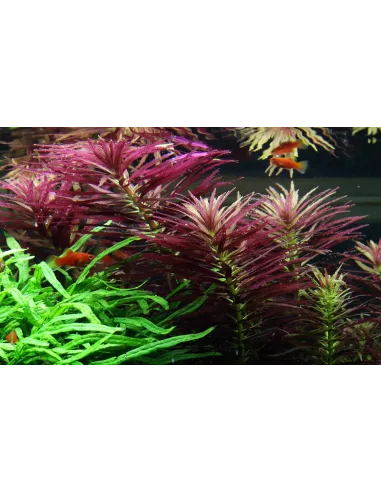 Limnophila hippuridoides