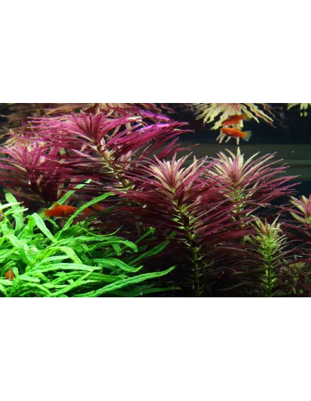 Limnophila hippuridoides