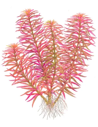 Limnophila hippuridoides